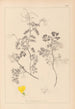 Herbier de la flore française Pl0532 - Louis Antoine Cusin — weergave van het kunstwerk