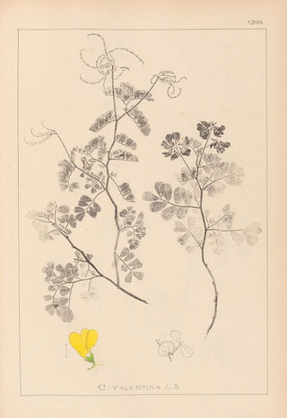 Louis Antoine Cusin - Herbier de la flore franaise Pl0532.webp