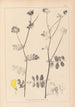Herbier de la flore française Pl0533 - Louis Antoine Cusin — weergave van het kunstwerk