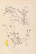 Herbier de la flore française Pl0535 - Louis Antoine Cusin — weergave van het kunstwerk