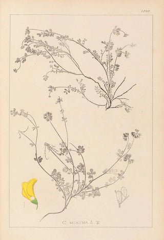 Louis Antoine Cusin - Herbier de la flore franaise Pl0535.webp