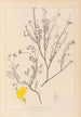 Herbier de la flore française Pl0536 - Louis Antoine Cusin — weergave van het kunstwerk