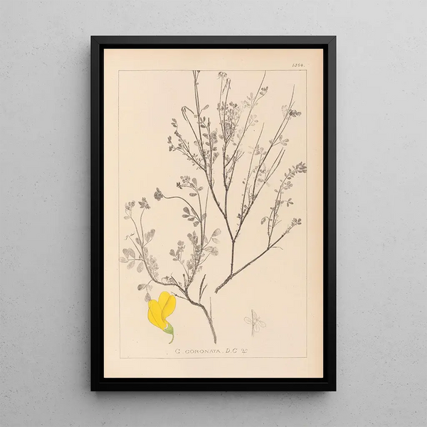 Louis Antoine Cusin - Herbier de la flore franaise Pl0536.webp