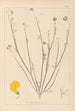 Herbier de la flore française Pl0537 - Louis Antoine Cusin — weergave van het kunstwerk