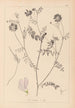 Herbier de la flore française Pl0538 - Louis Antoine Cusin — weergave van het kunstwerk