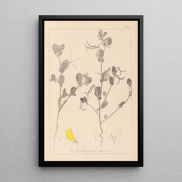 Louis Antoine Cusin - Herbier de la flore franaise Pl0539.webp
