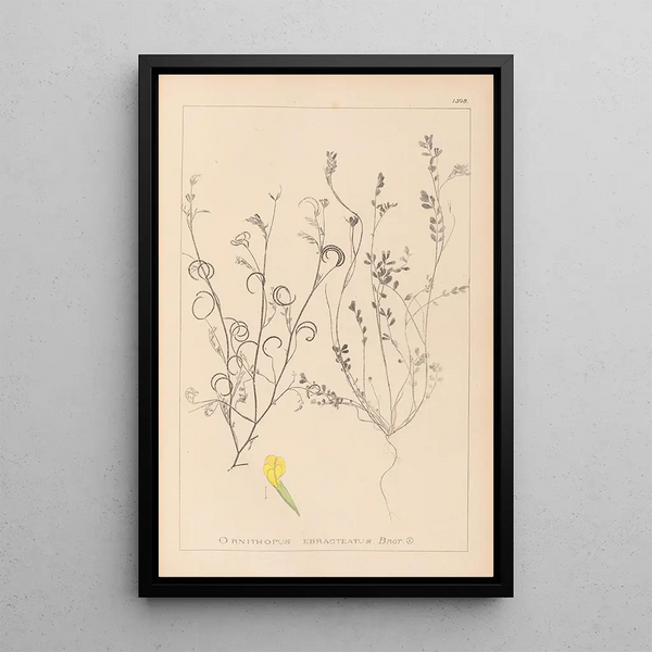 Louis Antoine Cusin - Herbier de la flore franaise Pl0540.webp