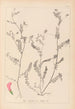 Herbier de la flore française Pl0542 - Louis Antoine Cusin — weergave van het kunstwerk