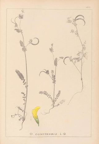 Louis Antoine Cusin - Herbier de la flore franaise Pl0543.webp
