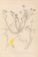 Herbier de la flore française Pl0544 - Louis Antoine Cusin — weergave van het kunstwerk