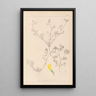 Louis Antoine Cusin - Herbier de la flore franaise Pl0546.webp