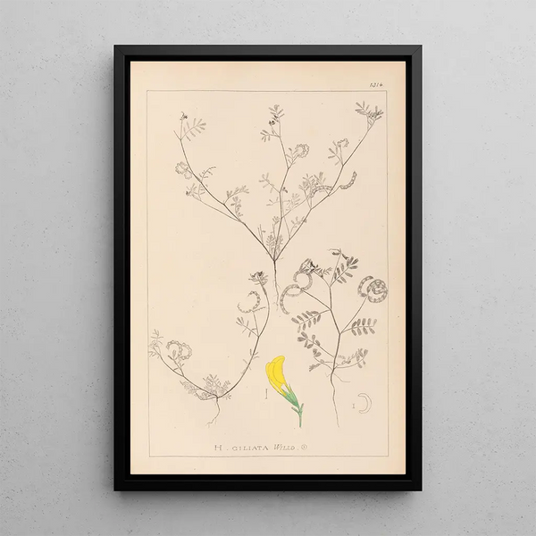 Louis Antoine Cusin - Herbier de la flore franaise Pl0546.webp
