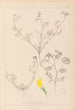 Herbier de la flore française Pl0546 - Louis Antoine Cusin — weergave van het kunstwerk