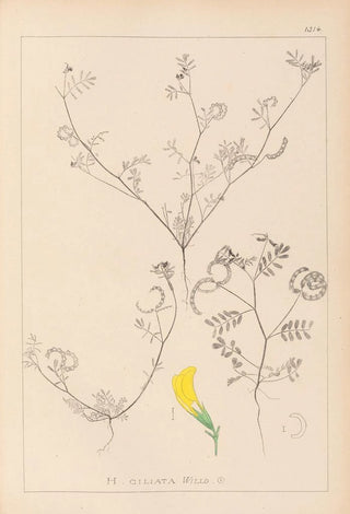 Louis Antoine Cusin - Herbier de la flore franaise Pl0546.webp