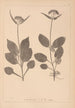Herbier de la flore française Pl0688 - Louis Antoine Cusin — weergave van het kunstwerk