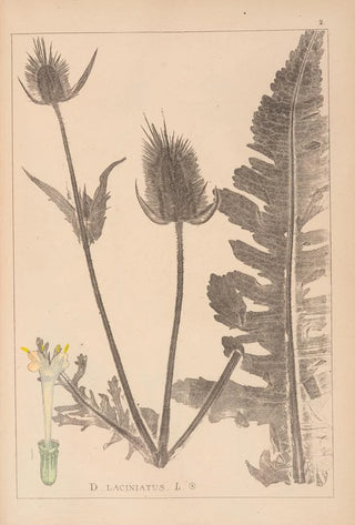Louis Antoine Cusin - Herbier de la flore franaise Pl0710.webp