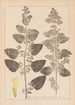 Herbier de la flore française Pl0800 - Louis Antoine Cusin — weergave van het kunstwerk