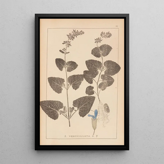 Louis Antoine Cusin - Herbier de la flore franaise Pl0806.webp