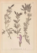 Herbier de la flore française Pl0821 - Louis Antoine Cusin — weergave van het kunstwerk
