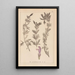 Herbier de la flore française Pl0821 - Louis Antoine Cusin — ingelijst kunstwerk aan de muur