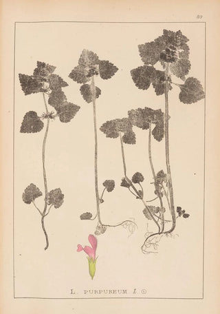 Louis Antoine Cusin - Herbier de la flore franaise Pl0828.webp
