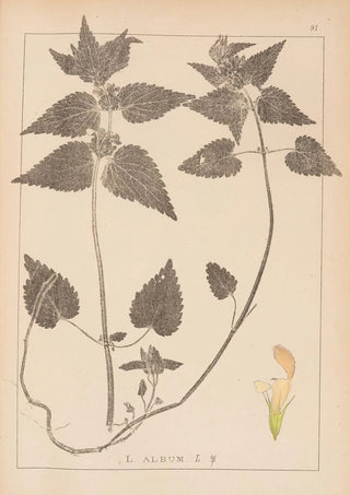 Louis Antoine Cusin - Herbier de la flore franaise Pl0830.webp