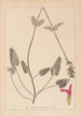 Herbier de la flore française Pl0862 - Louis Antoine Cusin — weergave van het kunstwerk