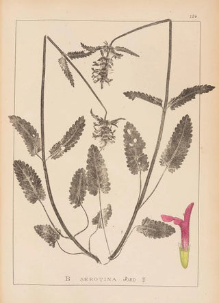 Louis Antoine Cusin - Herbier de la flore franaise Pl0863.webp