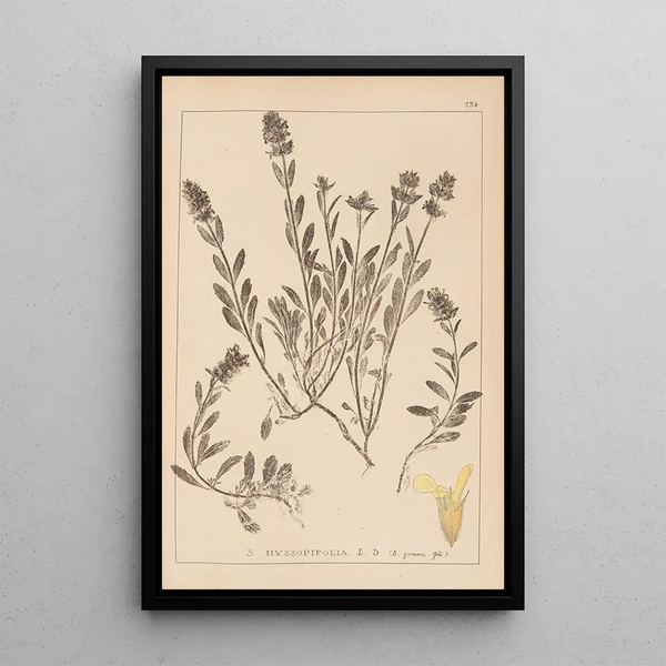 Louis Antoine Cusin - Herbier de la flore franaise Pl0873.webp