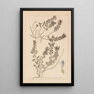 Louis Antoine Cusin - Herbier de la flore franaise Pl0879.webp