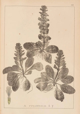 Louis Antoine Cusin - Herbier de la flore franaise Pl0895.webp