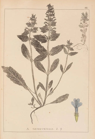 Louis Antoine Cusin - Herbier de la flore franaise Pl0896.webp