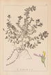 Herbier de la flore française Pl0903 - Louis Antoine Cusin — weergave van het kunstwerk