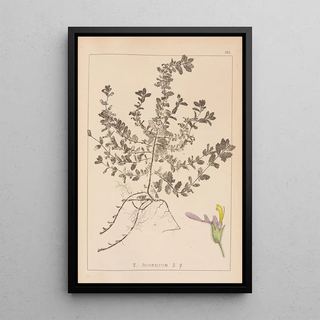Louis Antoine Cusin - Herbier de la flore franaise Pl0903.webp