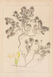 Herbier de la flore française Pl0912 - Louis Antoine Cusin — weergave van het kunstwerk