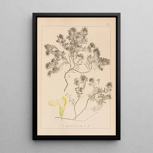Louis Antoine Cusin - Herbier de la flore franaise Pl0912.webp