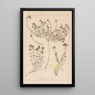 Louis Antoine Cusin - Herbier de la flore franaise Pl0914.webp