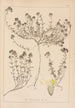 Herbier de la flore française Pl0914 - Louis Antoine Cusin — weergave van het kunstwerk