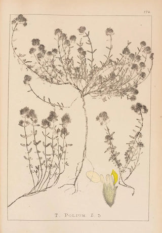 Louis Antoine Cusin - Herbier de la flore franaise Pl0914.webp