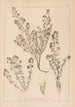 Herbier de la flore française Pl0915 - Louis Antoine Cusin — weergave van het kunstwerk