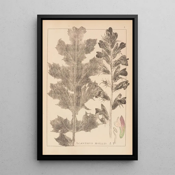 Louis Antoine Cusin - Herbier de la flore franaise Pl0916.webp