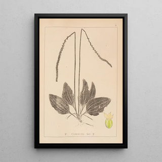 Louis Antoine Cusin - Herbier de la flore franaise Pl0922.webp