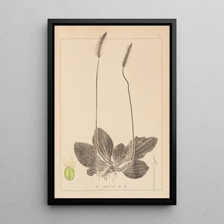 Louis Antoine Cusin - Herbier de la flore franaise Pl0923.webp