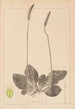 Herbier de la flore française Pl0923 - Louis Antoine Cusin — weergave van het kunstwerk
