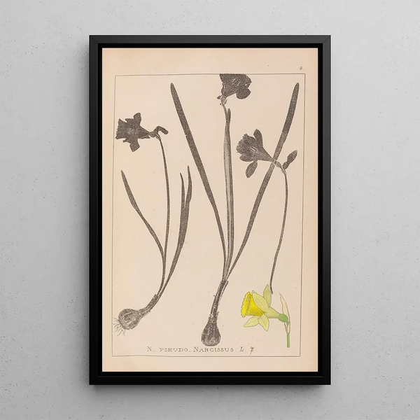 Louis Antoine Cusin - Herbier de la flore franaise Pl0960.webp