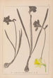 Herbier de la flore française Pl0960 - Louis Antoine Cusin — weergave van het kunstwerk