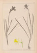 Herbier de la flore française Pl0961 - Louis Antoine Cusin — weergave van het kunstwerk