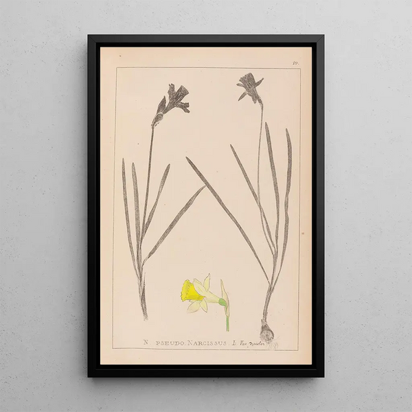 Louis Antoine Cusin - Herbier de la flore franaise Pl0961.webp