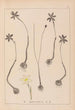 Herbier de la flore française Pl0969 - Louis Antoine Cusin — weergave van het kunstwerk