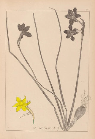 Louis Antoine Cusin - Herbier de la flore franaise Pl0970.webp